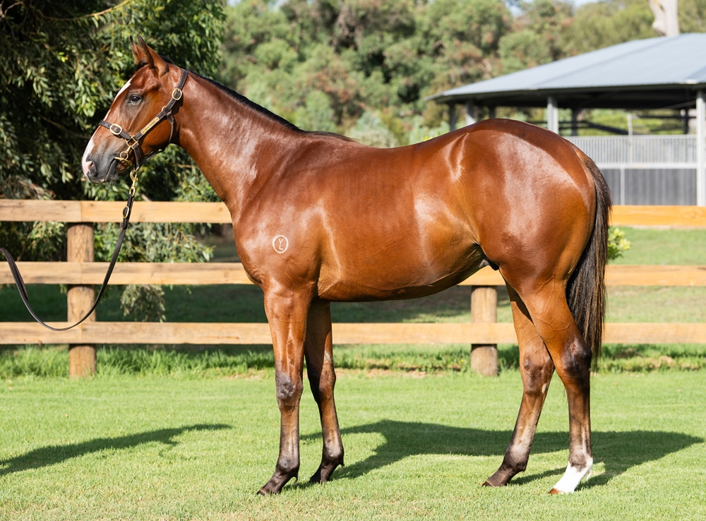 Tagaloa (AUS) / Scarlett Dubois (IRE) 2024 Colt - Image 1