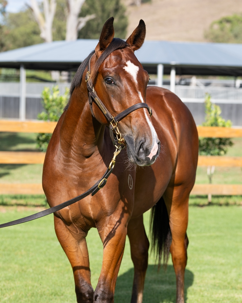 Tagaloa (AUS) / Scarlett Dubois (IRE) 2024 Colt - Image 2