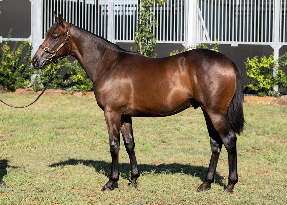 Captivant (AUS) / Stay Positive (AUS) 2024 Colt - Image 1