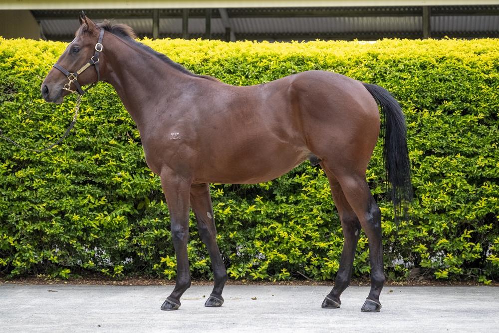 Tassort (AUS) / Vis a Tergo (AUS) 2024 Colt - Image 1