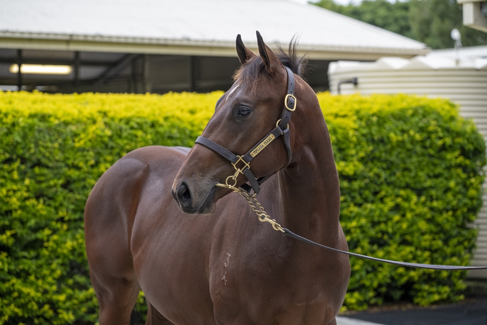 Tassort (AUS) / Vis a Tergo (AUS) 2024 Colt - Image 2