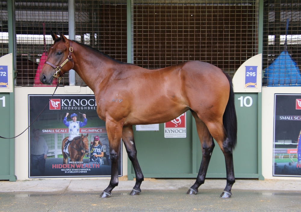 Better Than Ready (AUS) / Miss Stash (AUS) 2024 Colt - Image 1