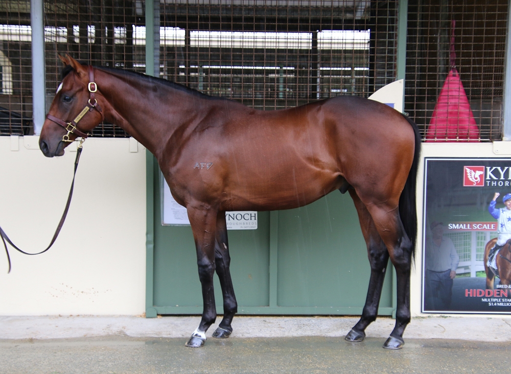 Barbaric (AUS) / Rotindy (AUS) 2024 Colt - Image 1