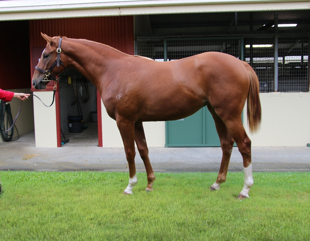 Stronger (AUS) / Chadana (AUS) 2024 Filly - Image 1