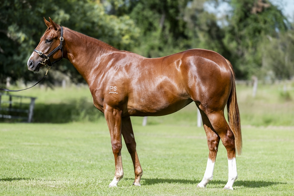 Stronger (AUS) / Akage (AUS) 2024 Filly - Image 1