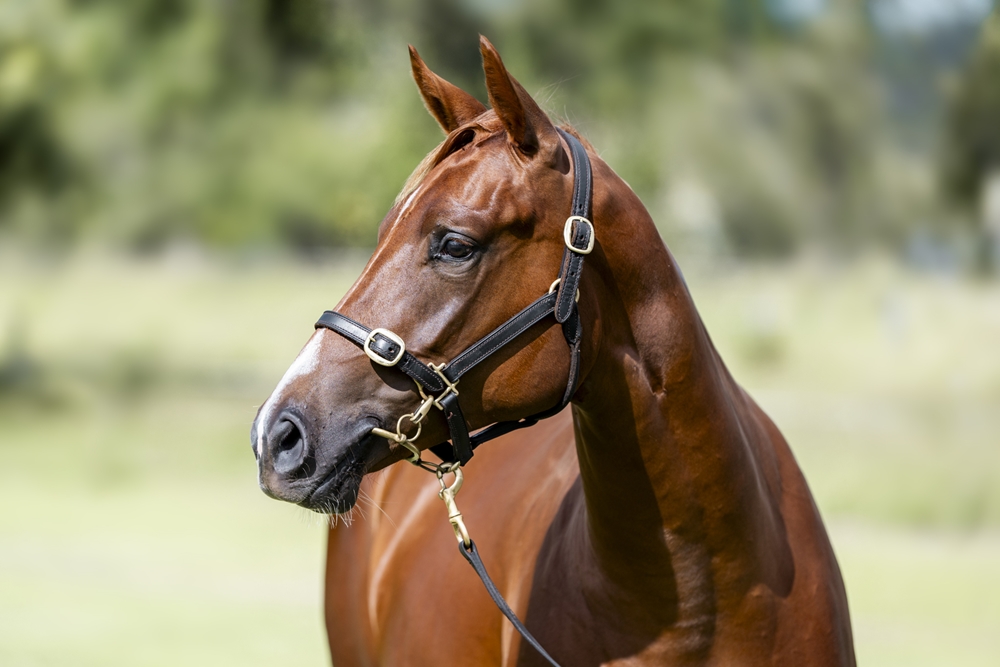 Stronger (AUS) / Akage (AUS) 2024 Filly - Image 2
