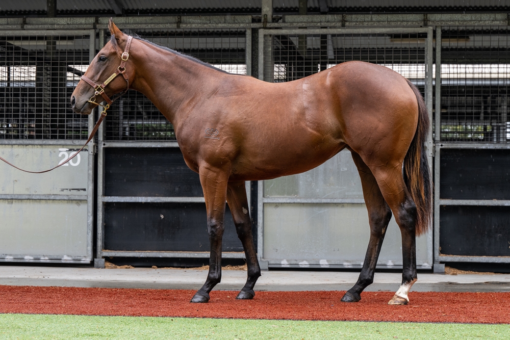 Sandbar (AUS) / All Too Handy (AUS) 2024 Filly - Image 1
