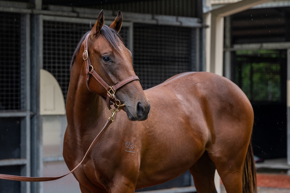 Sandbar (AUS) / All Too Handy (AUS) 2024 Filly - Image 2