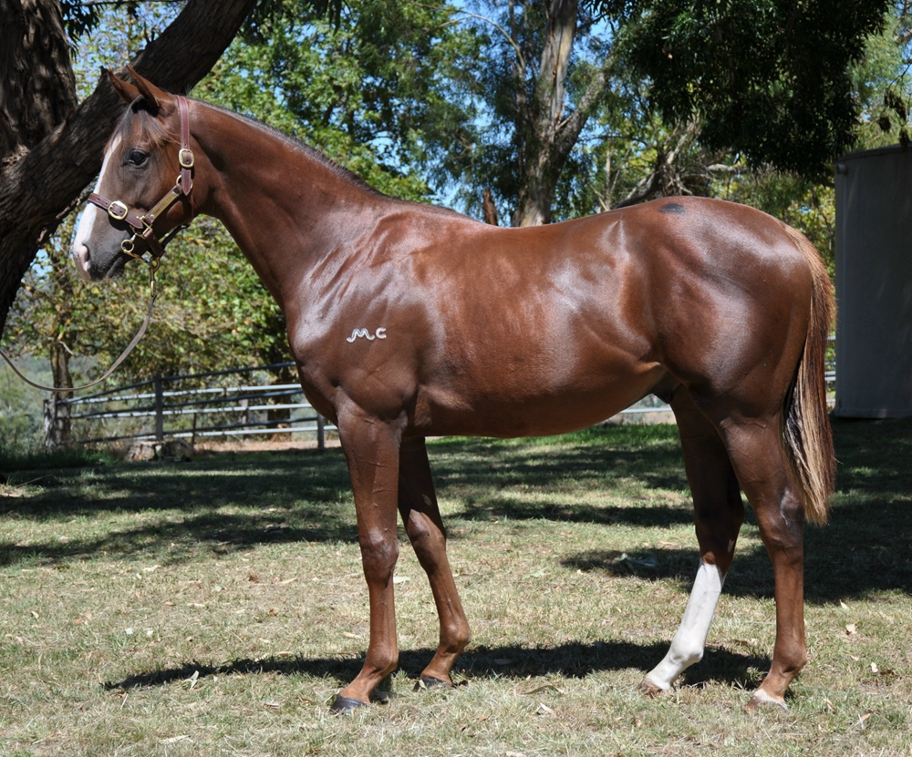 Gold Standard (AUS) / Sunstryke (AUS) 2024 Colt - Image 1