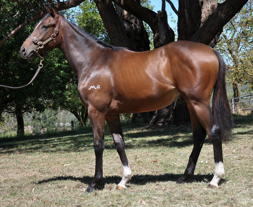 Bruckner (AUS) / Flash of Light (AUS) 2024 Colt - Image 1