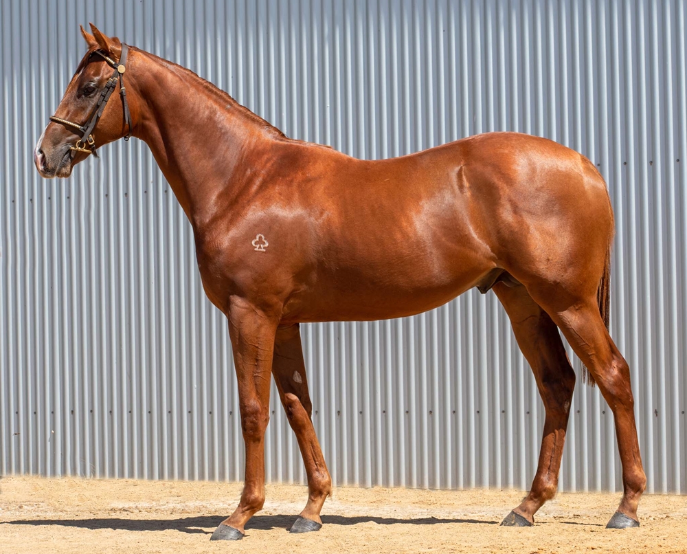Dirty Work (AUS) / Augusta Belle (AUS) 2024 Colt - Image 1
