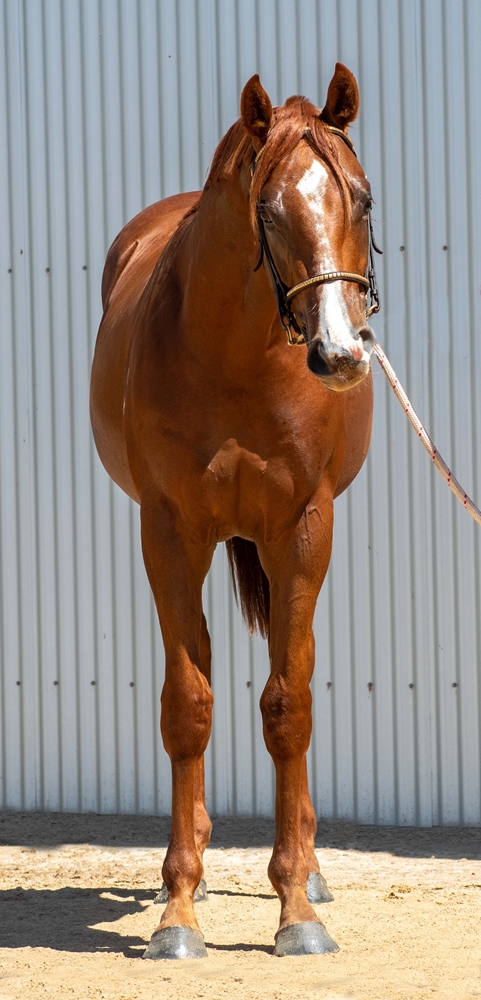 Dirty Work (AUS) / Augusta Belle (AUS) 2024 Colt - Image 3