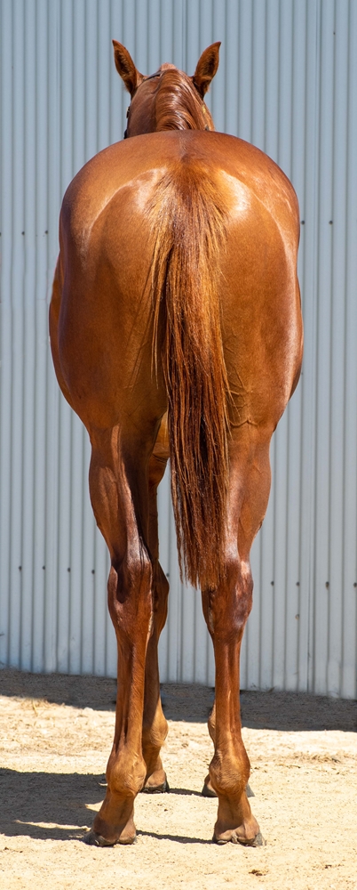 Dirty Work (AUS) / Augusta Belle (AUS) 2024 Colt - Image 4