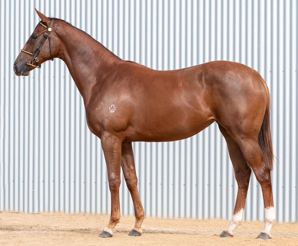 Barood (AUS) / Ambrosia (AUS) 2024 Filly - Image 1