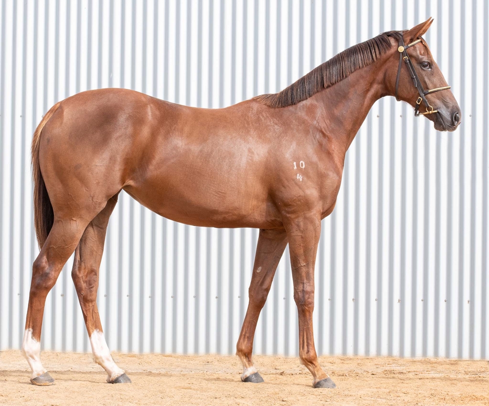 Barood (AUS) / Ambrosia (AUS) 2024 Filly - Image 2