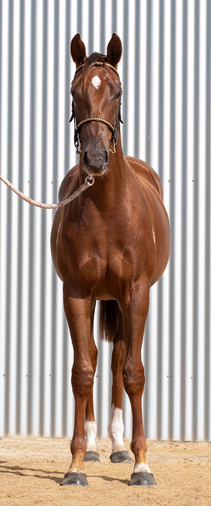 Barood (AUS) / Ambrosia (AUS) 2024 Filly - Image 3