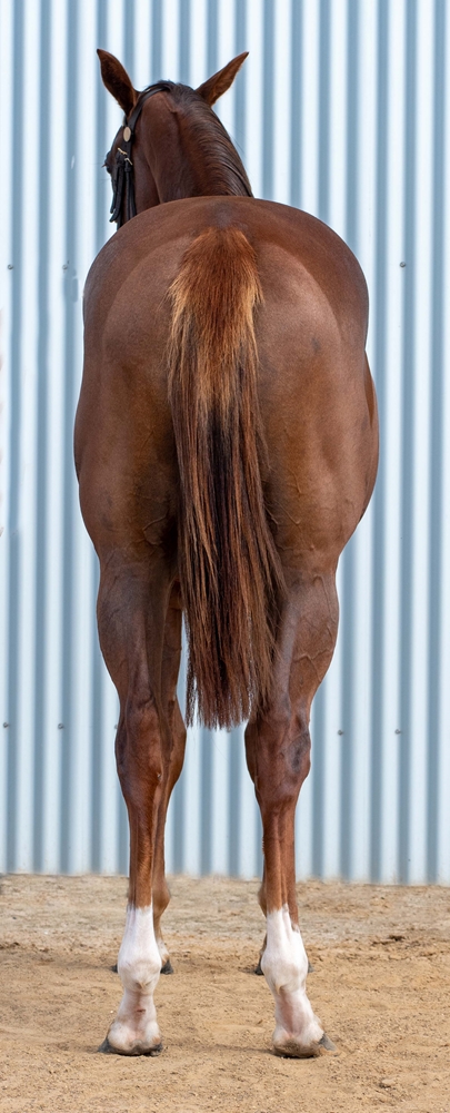 Barood (AUS) / Ambrosia (AUS) 2024 Filly - Image 4