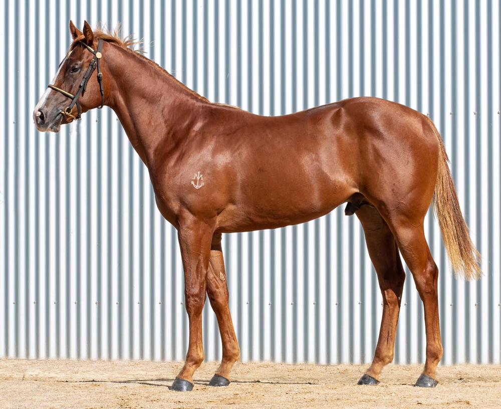 Russian Revolution (AUS) / Isles of Avalon (AUS) 2024 Colt - Image 1