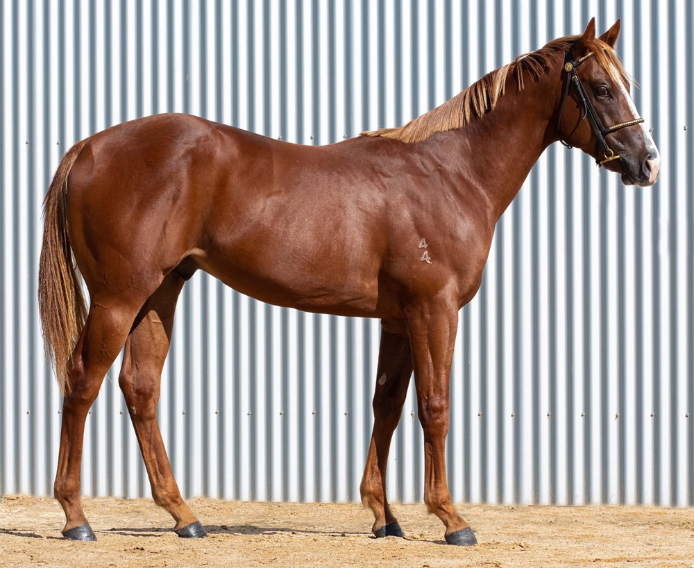 Russian Revolution (AUS) / Isles of Avalon (AUS) 2024 Colt - Image 2