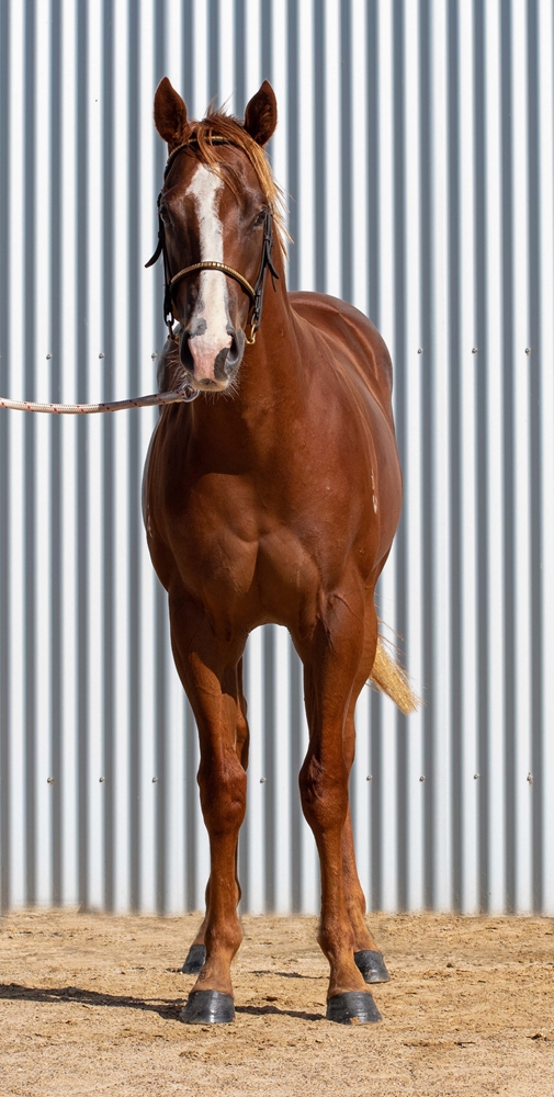 Russian Revolution (AUS) / Isles of Avalon (AUS) 2024 Colt - Image 3