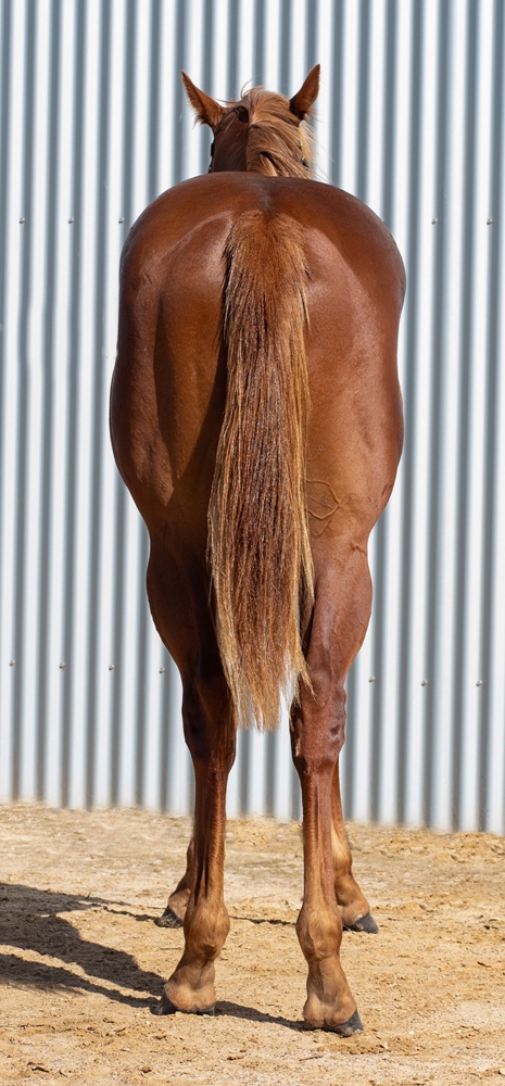 Russian Revolution (AUS) / Isles of Avalon (AUS) 2024 Colt - Image 4