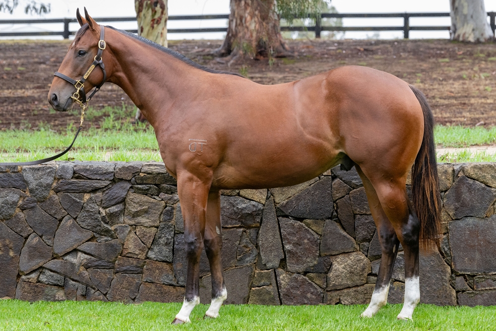 Spirit of Boom (AUS) / Saweetie (AUS) 2024 Colt - Image 1