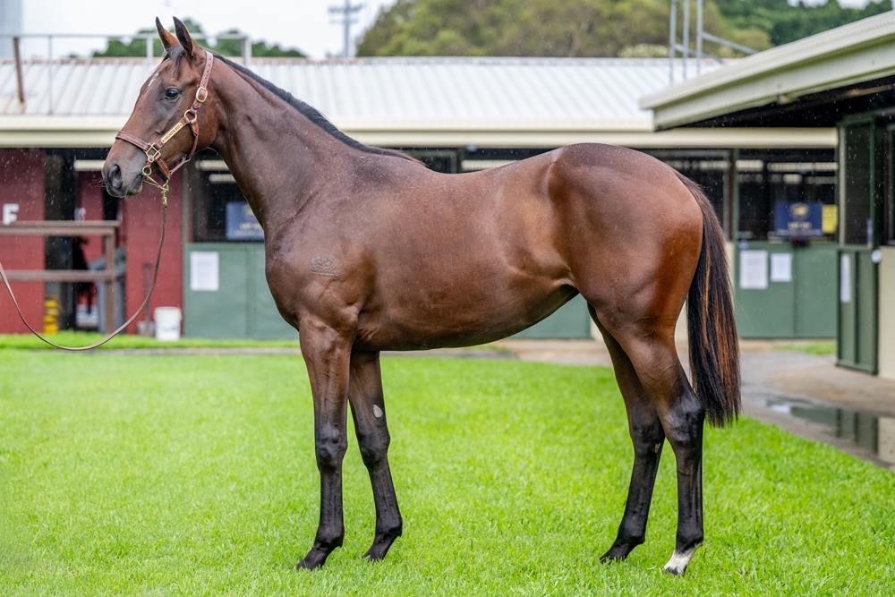 Zousain (AUS) / I Am Chickasaw (AUS) 2024 Filly - Image 1