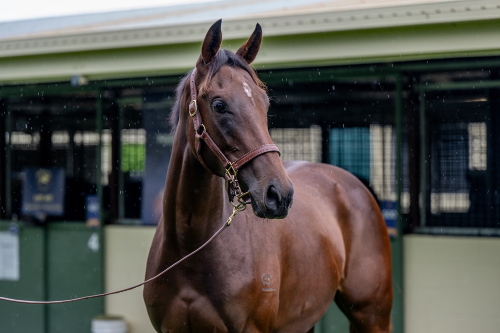 Zousain (AUS) / I Am Chickasaw (AUS) 2024 Filly - Image 2