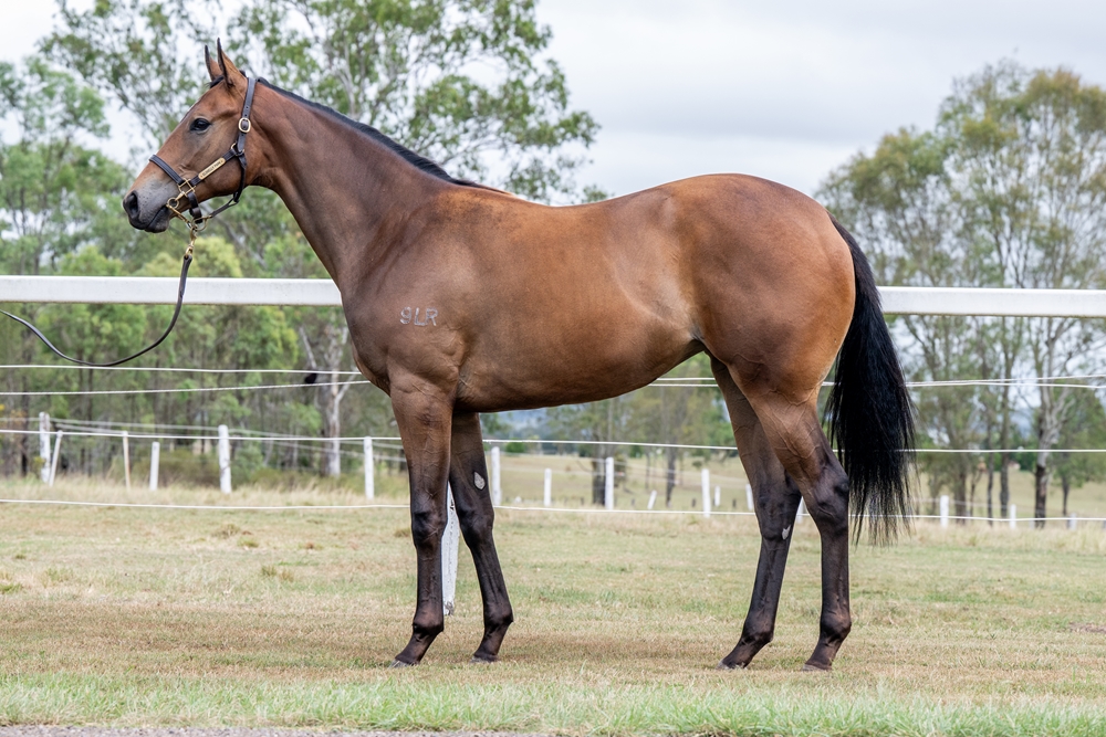 Wild Ruler (AUS) / She's a Youeffoh (AUS) 2024 Filly - Image 1
