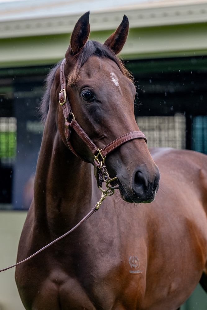 Zousain (AUS) / I Am Chickasaw (AUS) 2024 Filly - Image 3