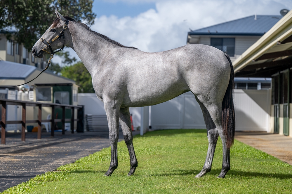 State of Rest (IRE) / Special Asset (AUS) 2024 Filly - Image 1