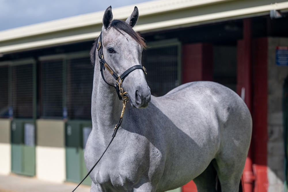 State of Rest (IRE) / Special Asset (AUS) 2024 Filly - Image 2