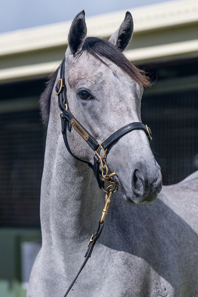 State of Rest (IRE) / Special Asset (AUS) 2024 Filly - Image 3