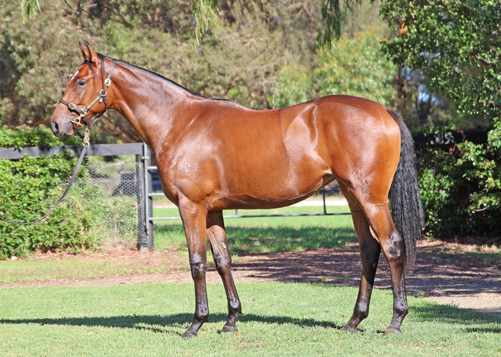 Pride of Dubai (AUS) / Racy Rosie (AUS) 2024 Filly - Image 1