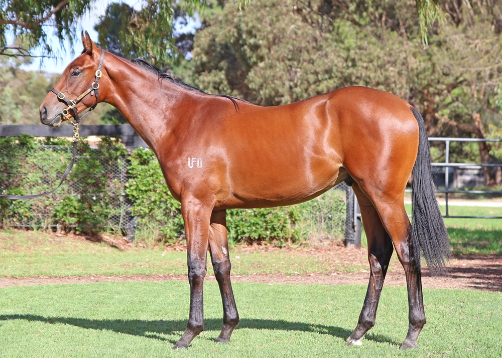 Dalasan (AUS) / Reliability (AUS) 2024 Colt - Image 1