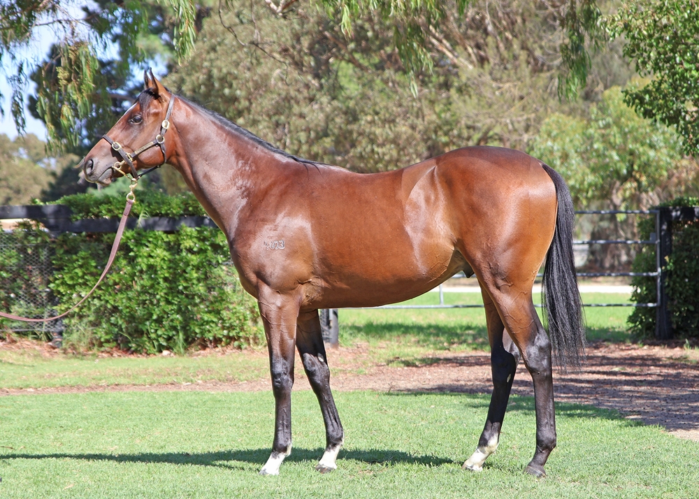 Russian Revolution (AUS) / So We Are (AUS) 2024 Colt - Image 1