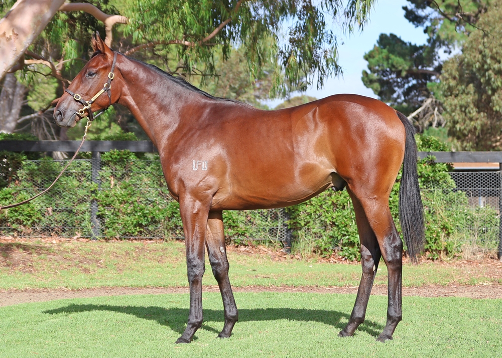 Dalasan (AUS) / Star Stopper (AUS) 2024 Colt - Image 1