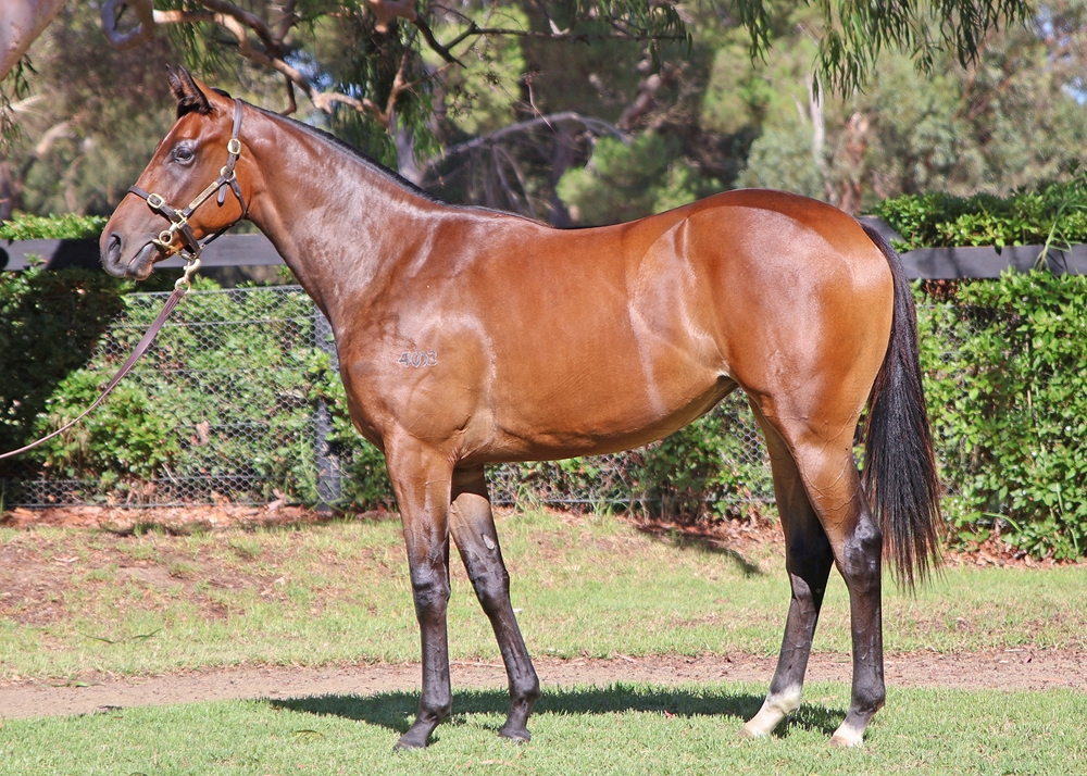 Acrobat (AUS) / The Special Two (AUS) 2024 Filly - Image 1