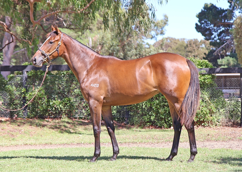 Admire Mars (JPN) / Vartolomei (FR) 2024 Filly - Image 1