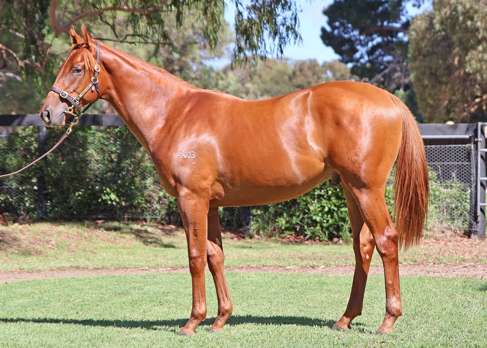 Farnan (AUS) / West Beach (AUS) 2024 Colt - Image 1
