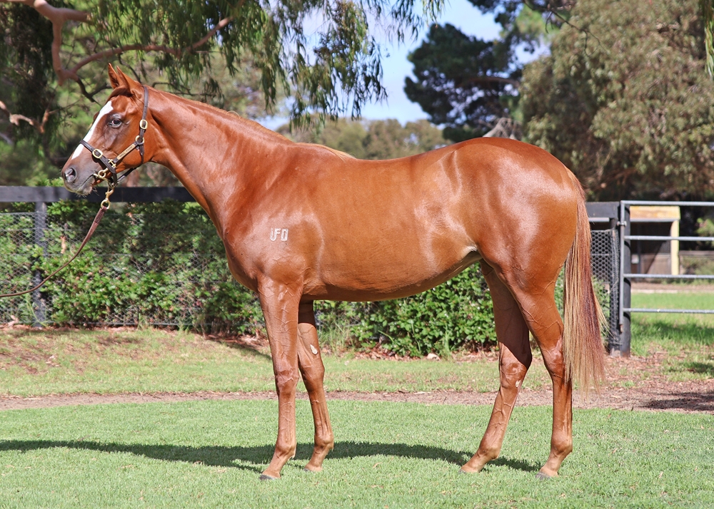 Dalasan (AUS) / Fartoo Flashy (AUS) 2024 Filly - Image 1