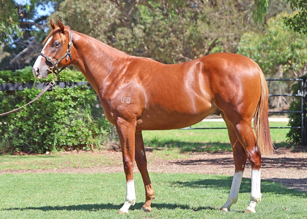 Russian Revolution (AUS) / Gogo Grace (AUS) 2024 Colt - Image 1