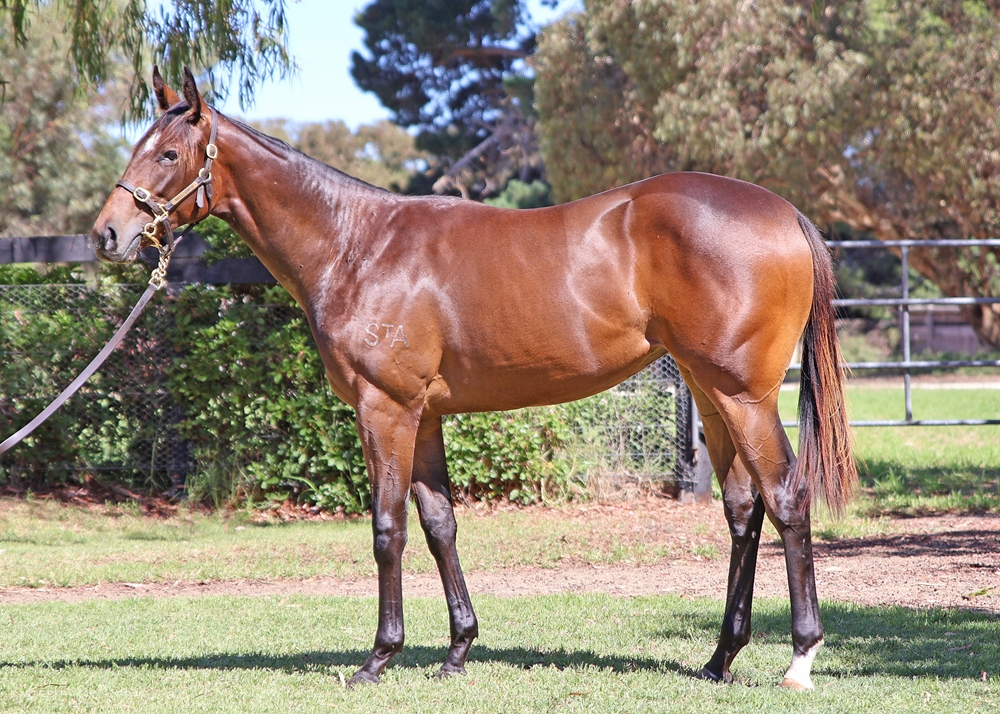 Spirit of Boom (AUS) / In Style (NZ) 2024 Filly - Image 1