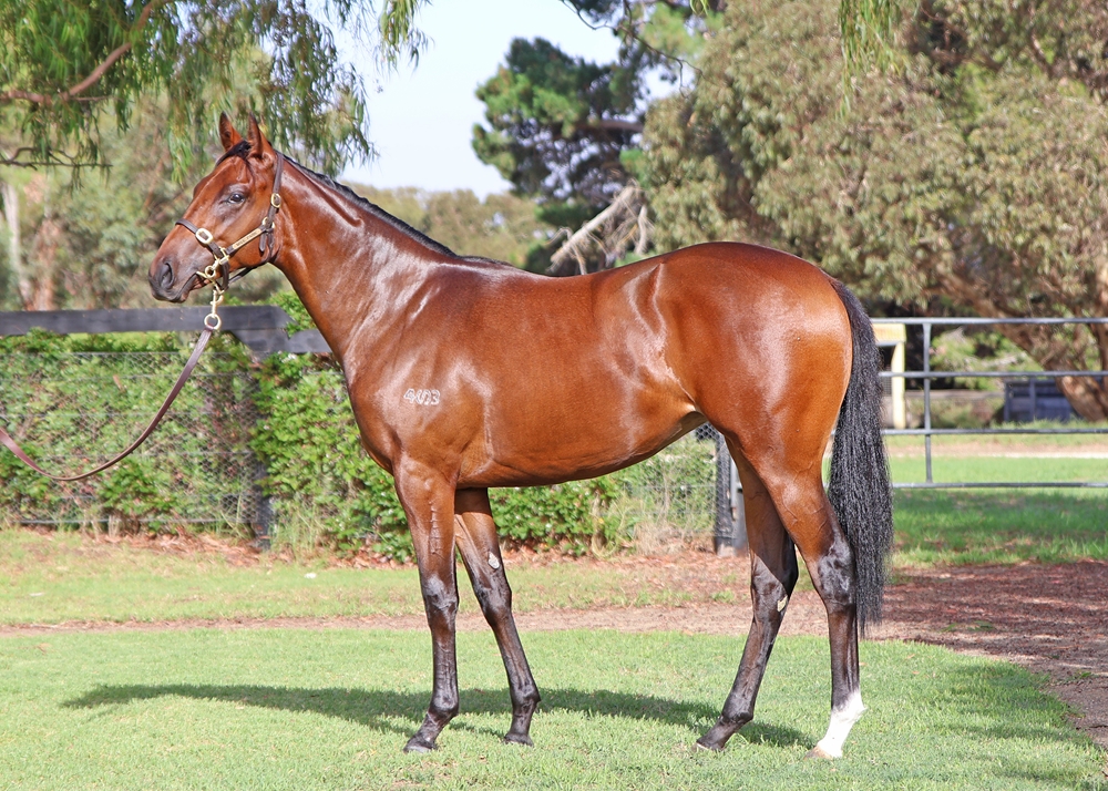 Brave Smash (JPN) / Inca Lagoon (AUS) 2024 Filly - Image 1