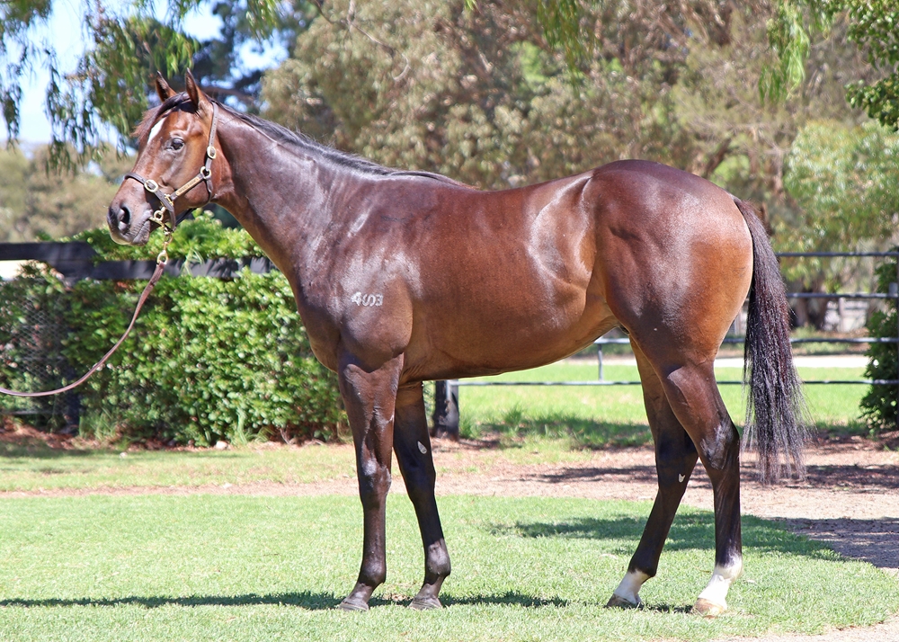 Artorius (AUS) / Rua Raposa (AUS) 2024 Colt - Image 1