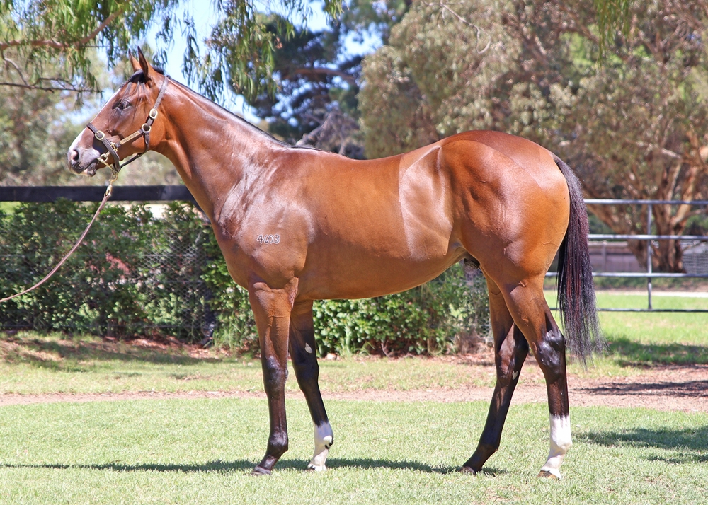 In the Congo (AUS) / Sensualism (AUS) 2024 Colt - Image 1