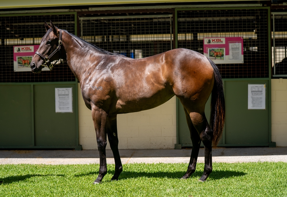 Lean Mean Machine (AUS) / Royal Angel (AUS) 2024 Filly - Image 1