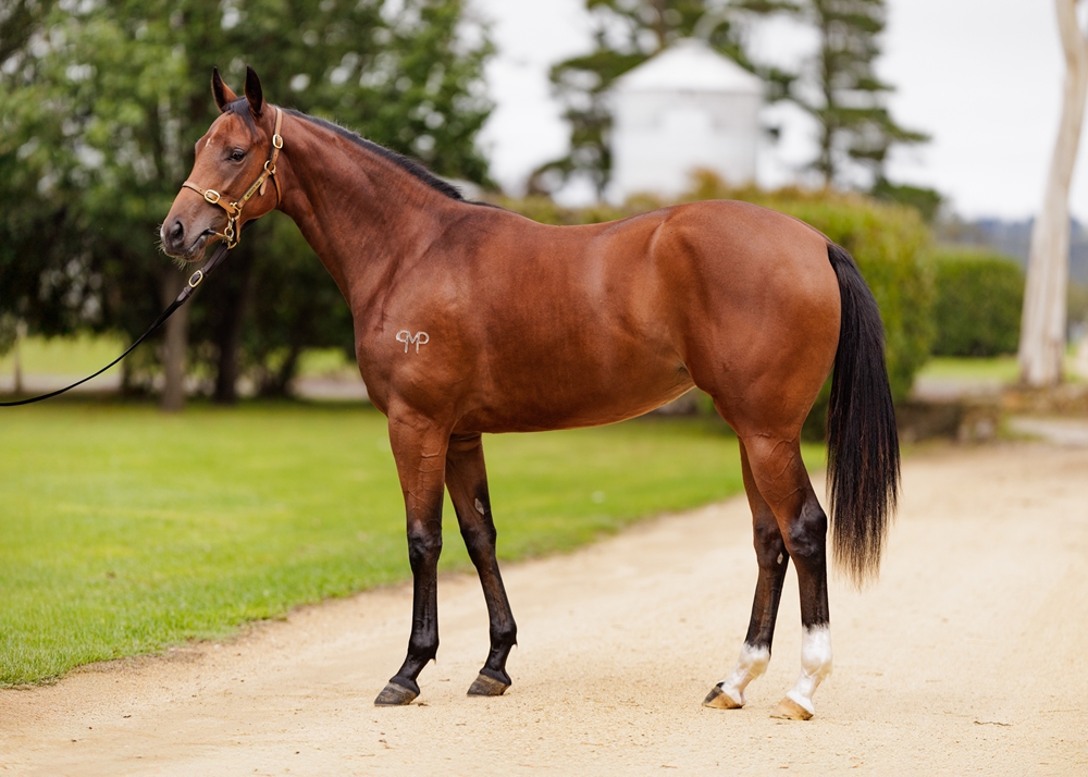 Capitalist (AUS) / Betty Blooms (NZ) 2024 Filly - Image 1