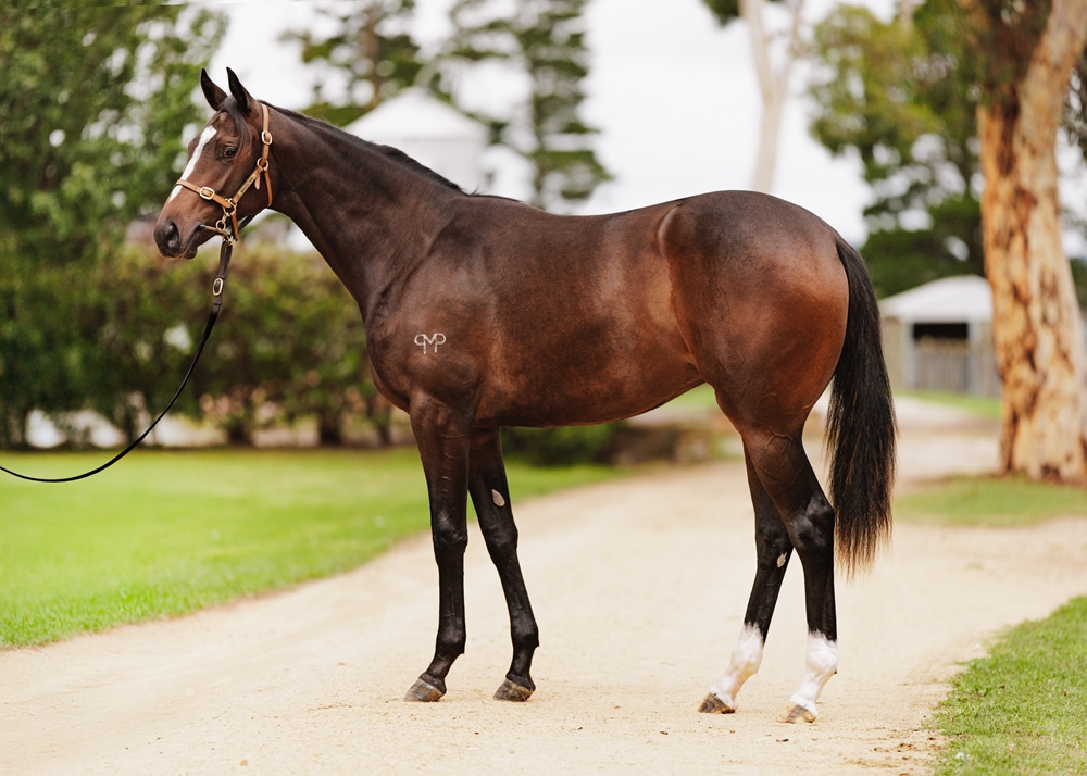 Wild Ruler (AUS) / Eyelashes (NZ) 2024 Filly - Image 1