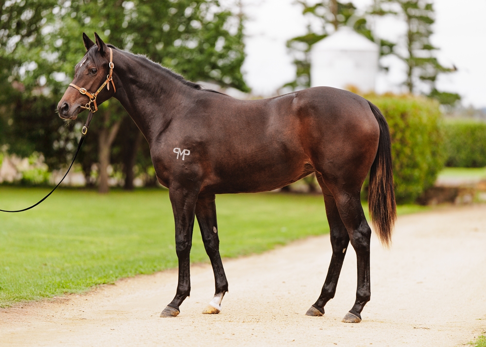 Per Incanto (USA) / La Reconquista (GB) 2024 Filly - Image 1
